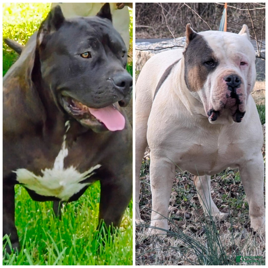 American Bully dogs for sale: American Bully Puppy 2 - Ad 7