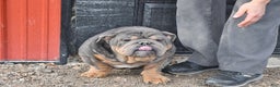 English Bulldog dogs for sale: Sandra - Ad 7