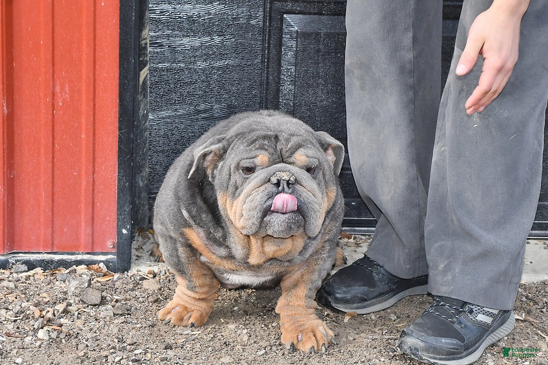 English Bulldog dogs for sale: Sandra - Ad 7