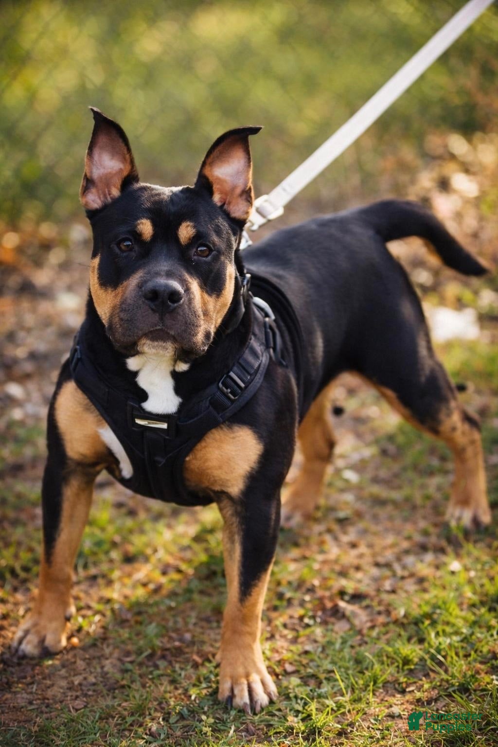 American Bully dogs American Bully 1 - Ad 2