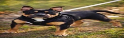 American Bully dogs for sale: American Bully 1 - Ad 1
