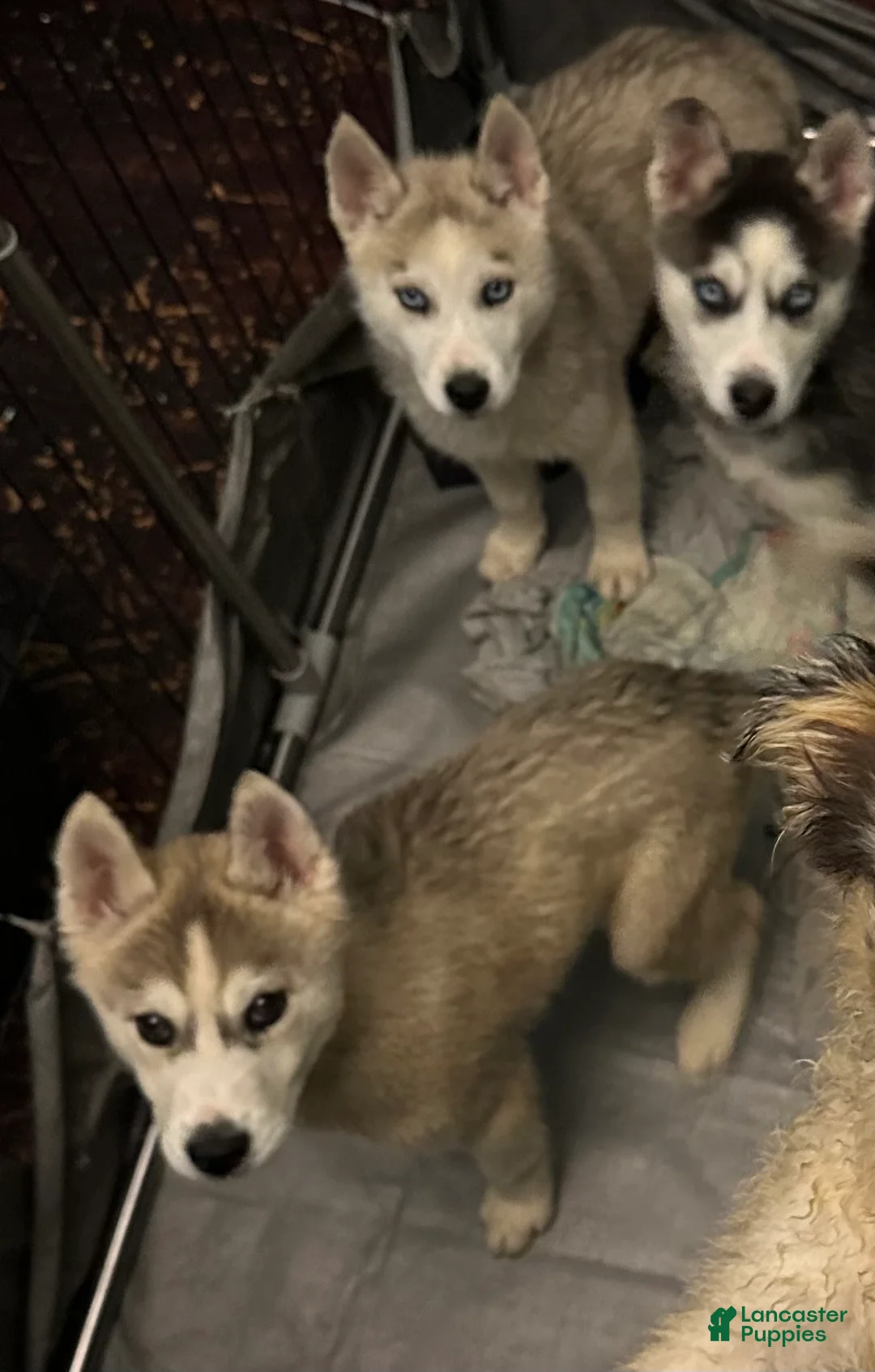Siberian Husky dogs for sale: Twister - Ad 2