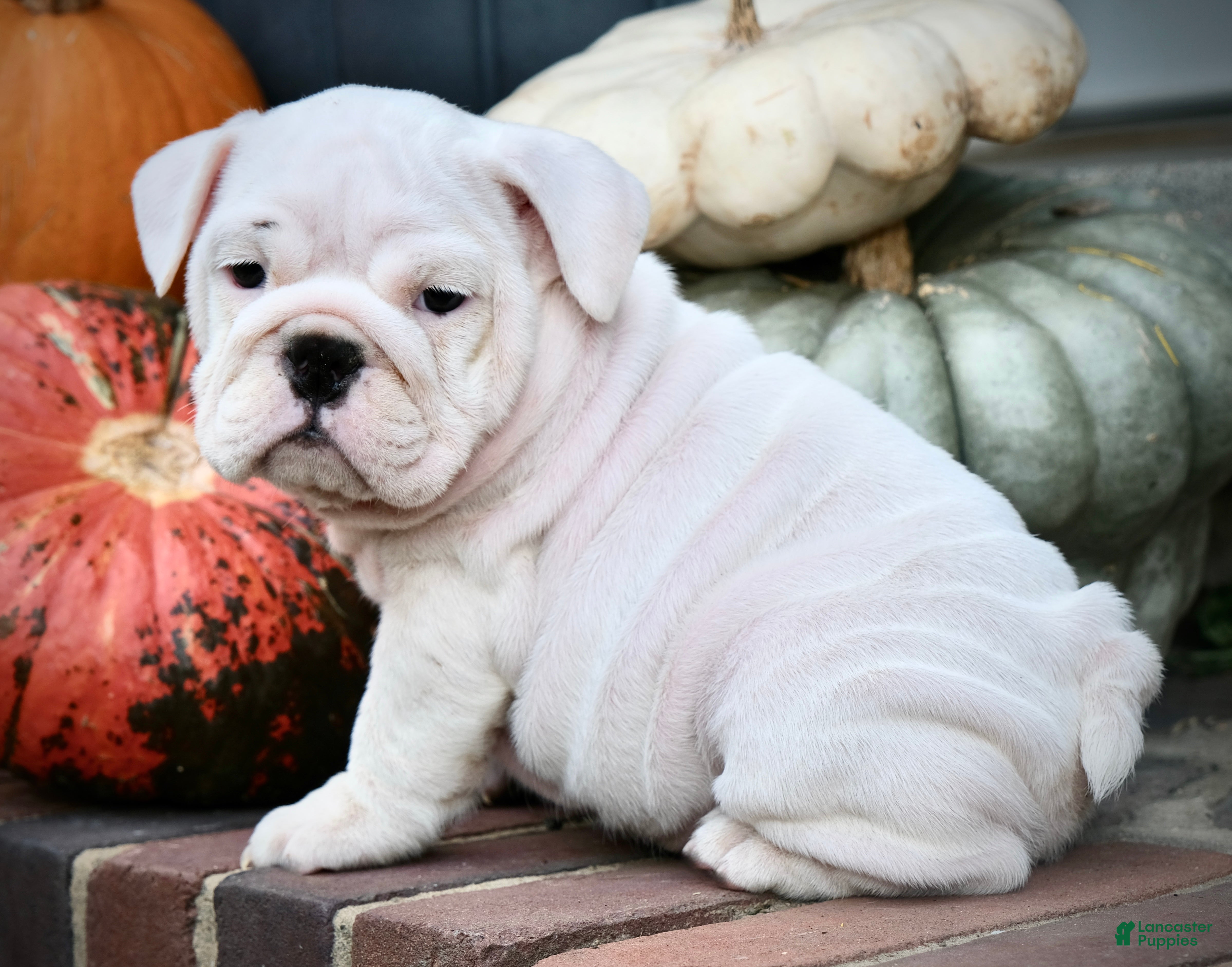 Harper (Bulldog, Female) in Capon Bridge, WV