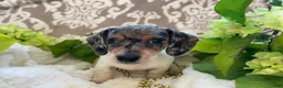 Miniature Dachshund dogs for sale: Ellie - Ad 5