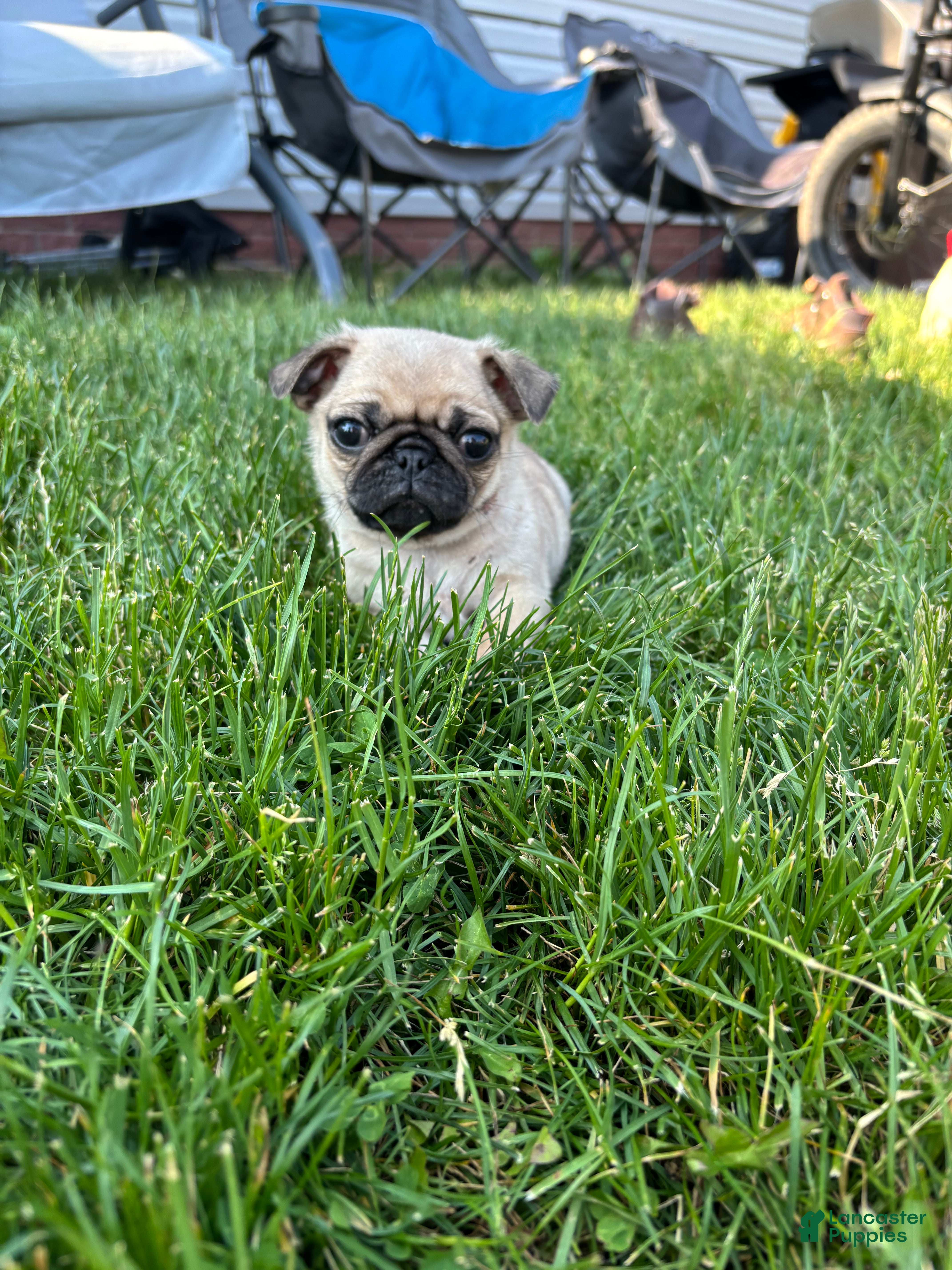 Pug dogs Baked bean  - Ad 27