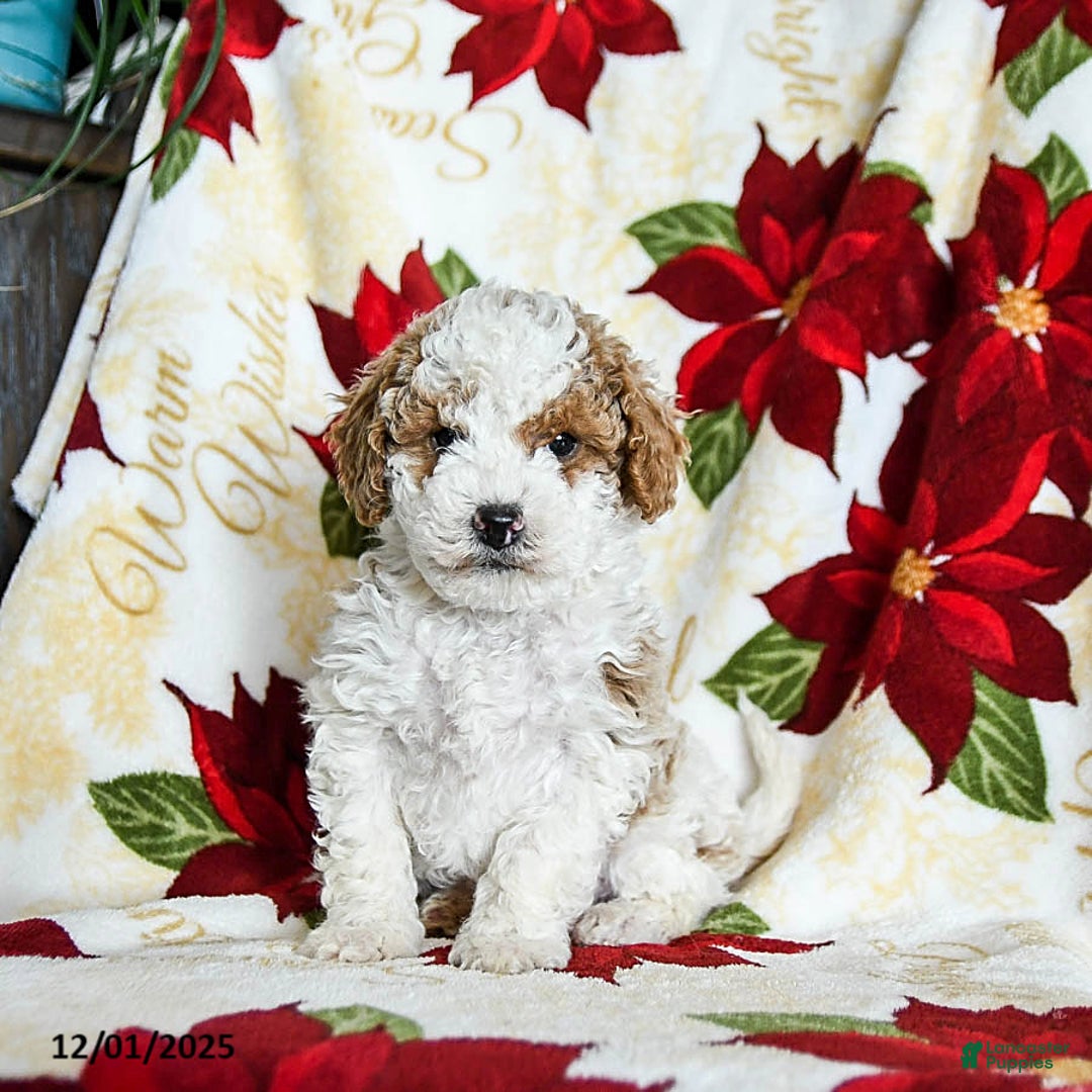 Miniature Poodle dogs for sale: Rudolph - Ad 3