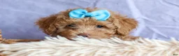 Miniature Poodle dogs for sale: ARCHIE - Ad 15