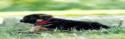 German Shepherd dogs for sale: Zola - Ad 7