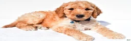 Standard Poodle dogs for sale: Anderson - Ad 1