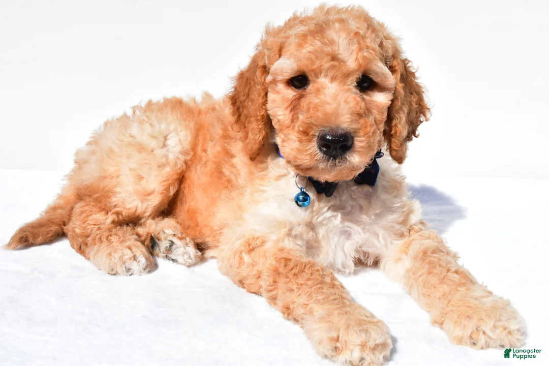 Standard Poodle dogs for sale: Anderson - Ad 1