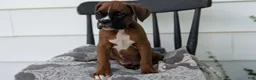 Boxer dogs for sale: Kip - Ad 9