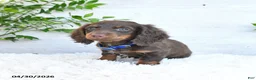 Miniature Dachshund dogs for sale: Moe  - Ad 4