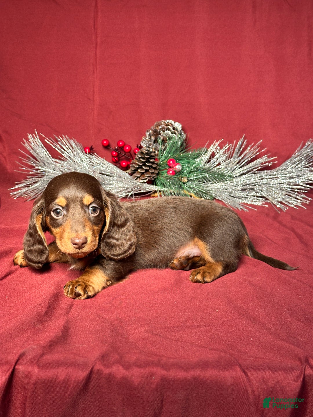 Miniature Dachshund dogs for sale: Dallas - Ad 4