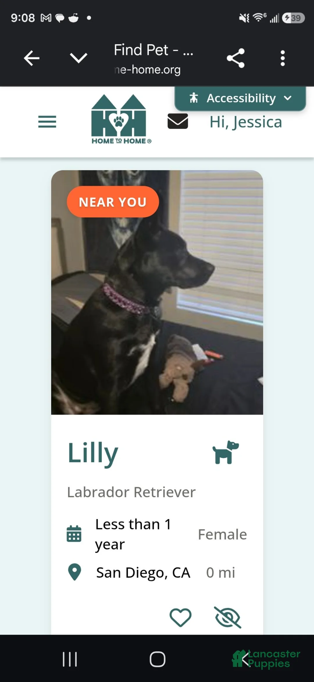 Mixed Breed dogs for sale: Mixed Breed Labrador retriever and german shepherd mix  - Ad 2