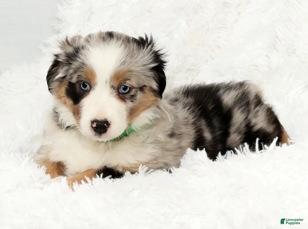 Australian Shepherd dogs for sale: Abby - Ad 8