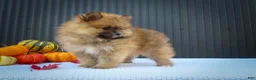 Pomeranian dogs for sale: 🐾 Meet Rolo — A Bouncy Little Ball of Fluff! 🐾 - Ad 8