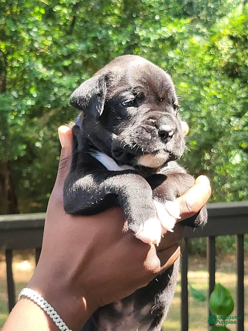 Boxer dogs Boxer 1 - Ad 14