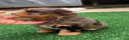 Yorkshire Terrier dogs for sale: Rayne  - Ad 3