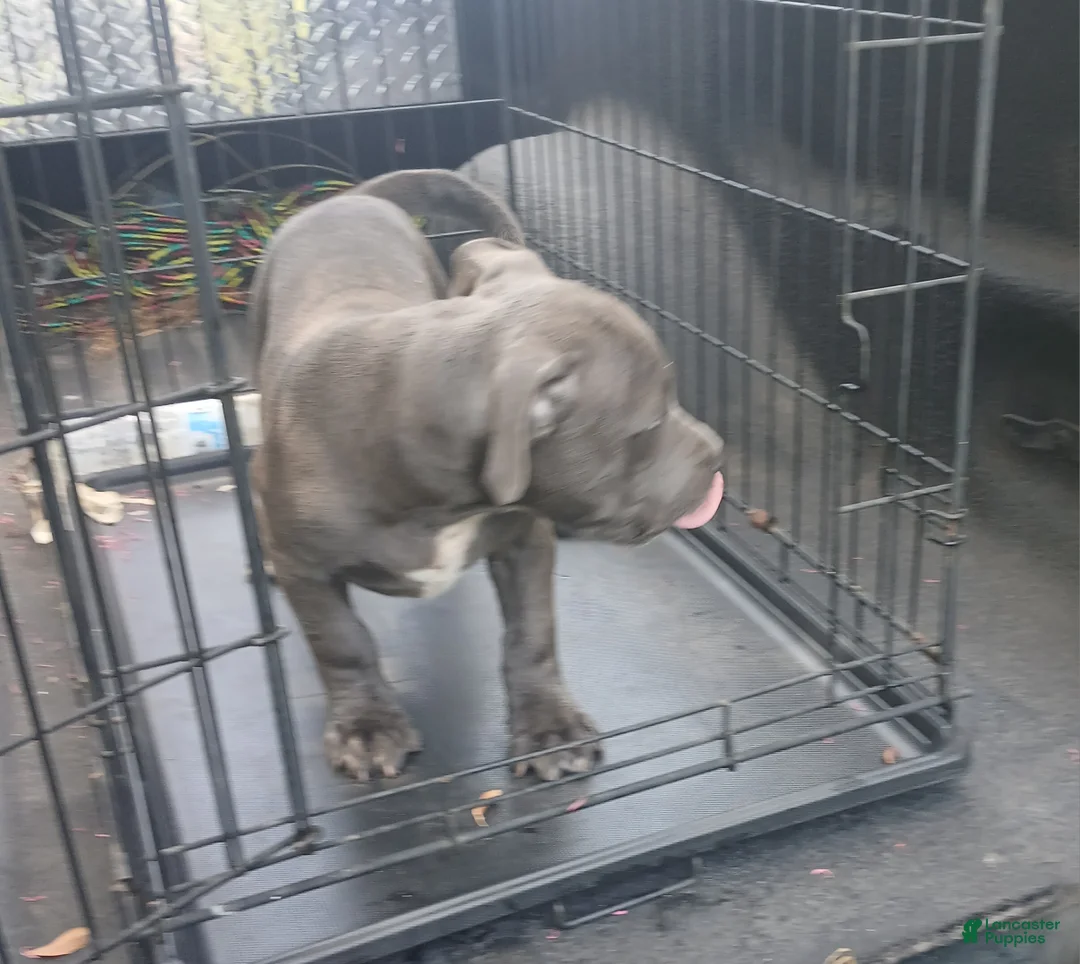 American Bully dogs for sale: American Bully 1 - Ad 2