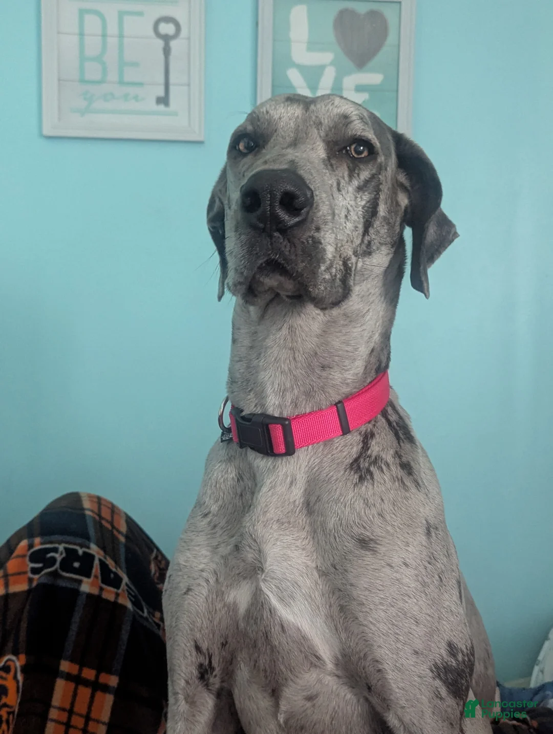 Great Dane dogs for sale: Great Dane Puppy 1 - Ad 2