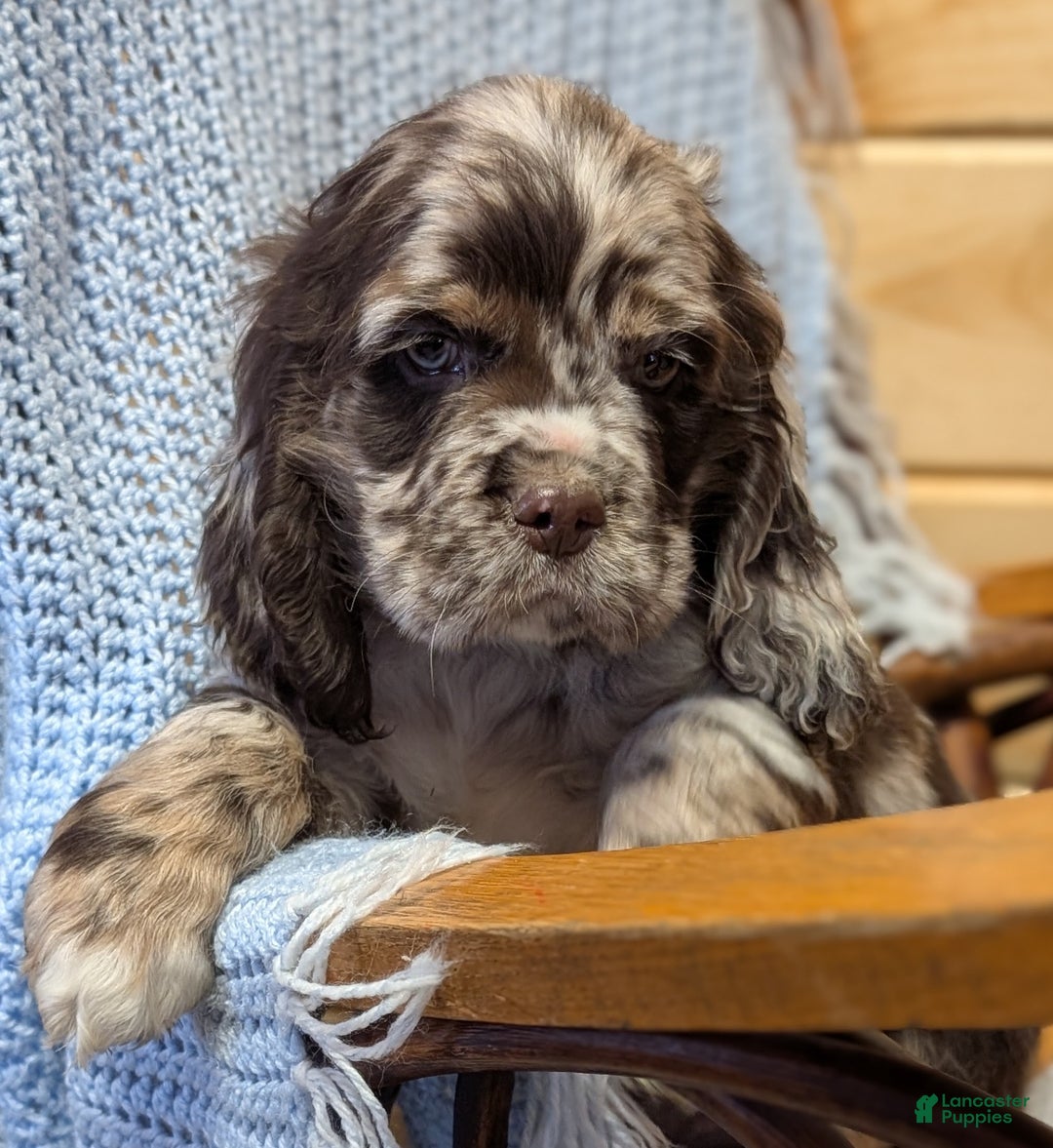 Cocker Spaniel dogs for sale: Wolf - Ad 1