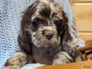 Cocker Spaniel dogs Wolf - Ad 30