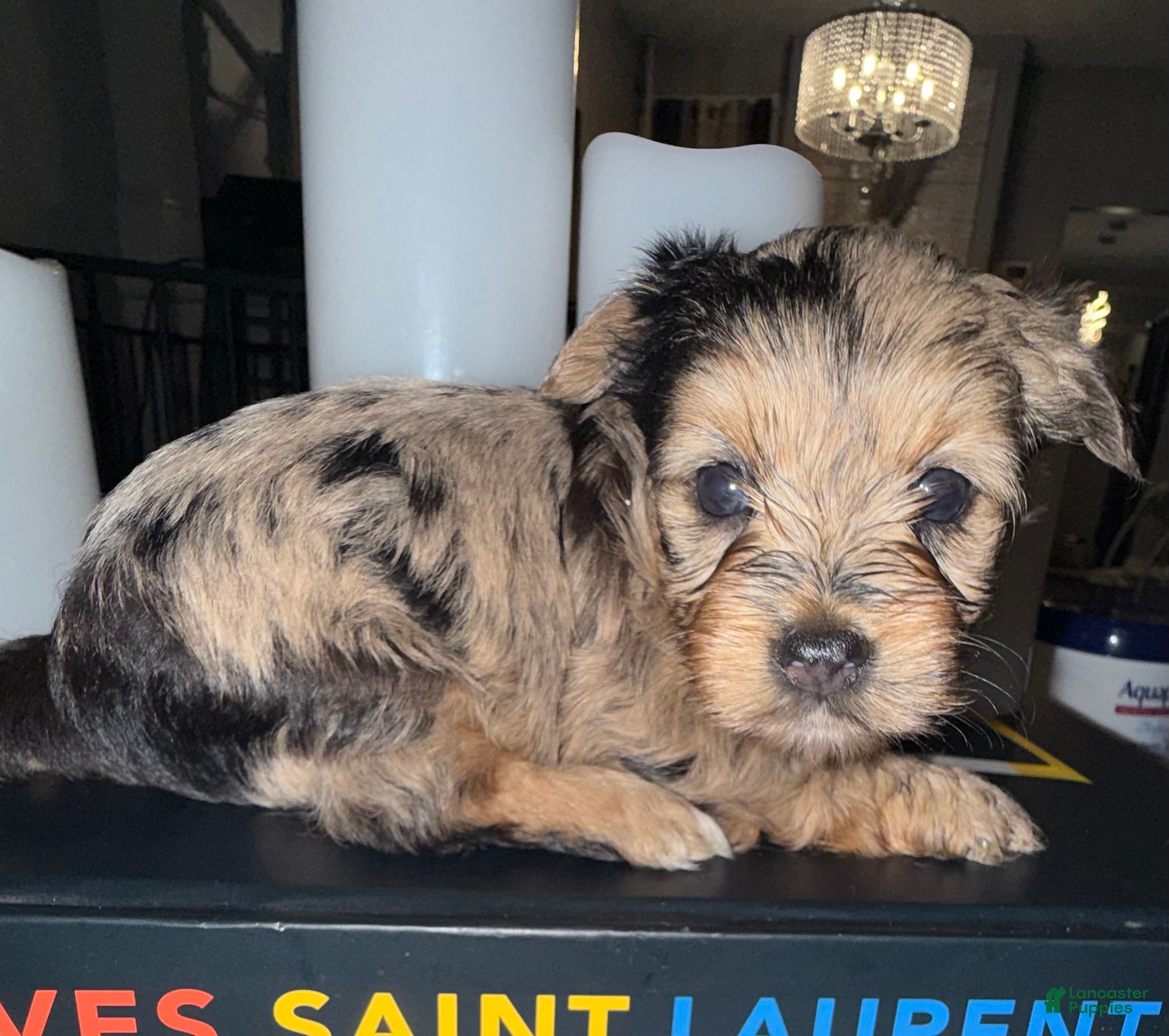 Yorkshire Terrier dogs Nala - Ad 2