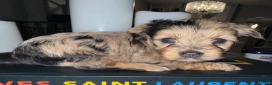 Nala