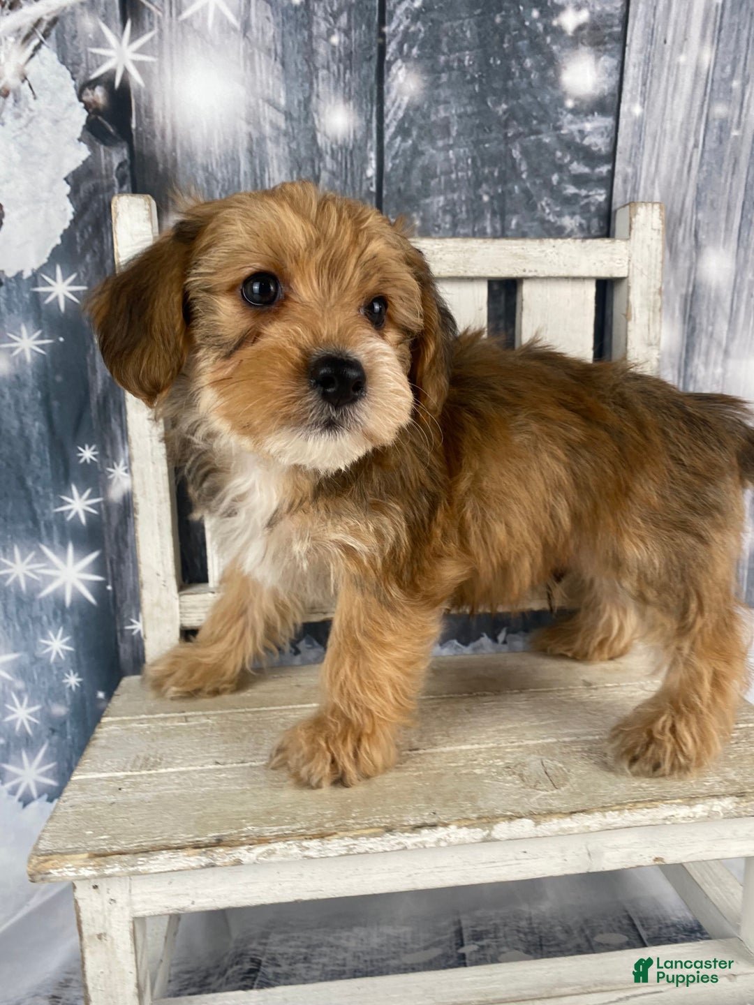 Yorkiepoo dogs for sale: Dan-O - Ad 7