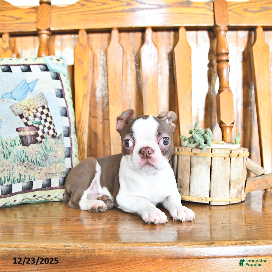 Boston Terrier dogs Trent - Ad 1