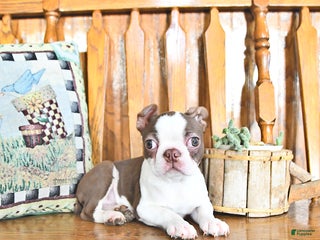 Boston Terrier dogs Trent - Ad 1