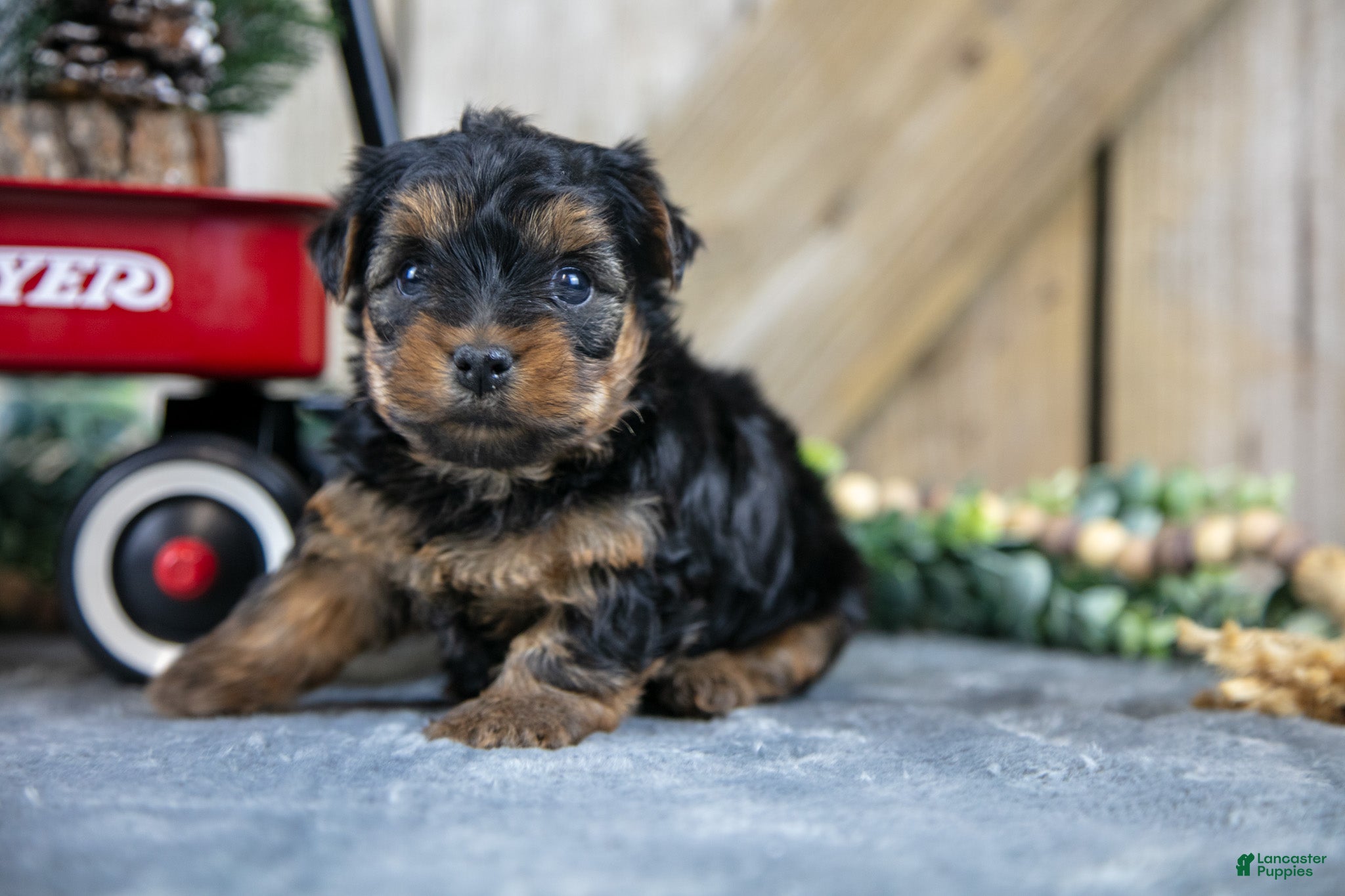 Yorkshire Terrier dogs Romper - Ad 40