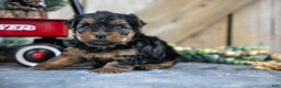 Yorkshire Terrier dogs for sale: Romper - Ad 1
