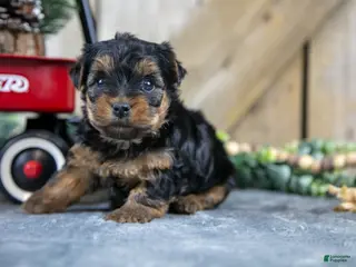 Yorkshire Terrier dogs Romper - Ad 9