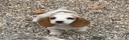Dachshund dogs for sale: Posy - Ad 1