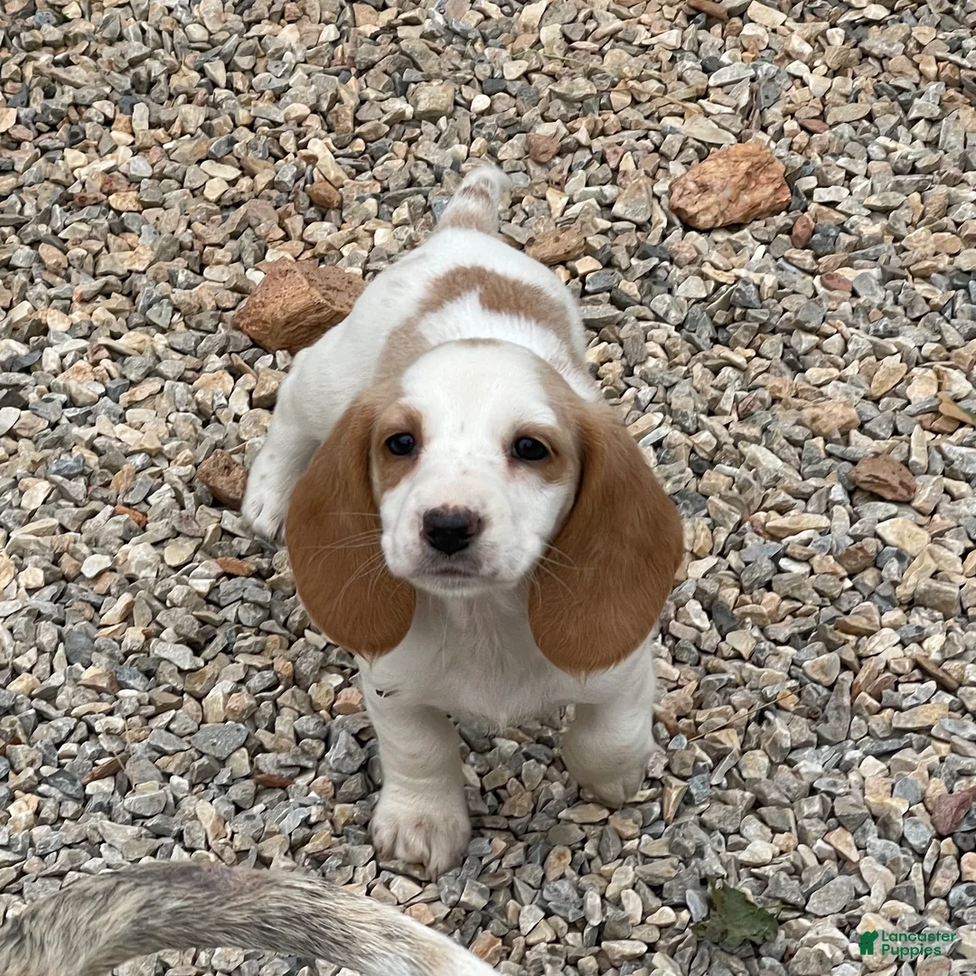 Dachshund dogs for sale: Posy - Ad 1