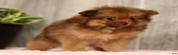 Pomeranian dogs for sale: Nutmeg - Ad 9
