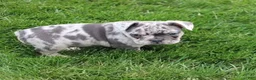French Bulldog dogs for sale: French Bulldog Puppy 4 - Ad 4