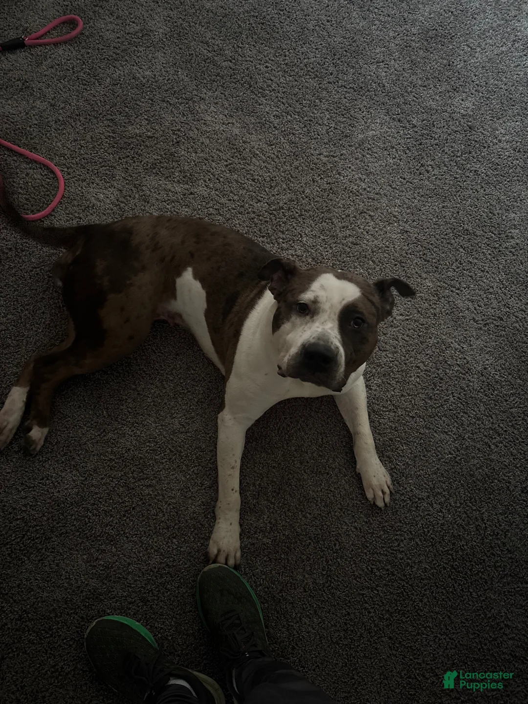 American Bully dogs for sale: Baby Dee - Ad 2