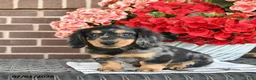 Miniature Dachshund dogs for sale: Toby  - Ad 3