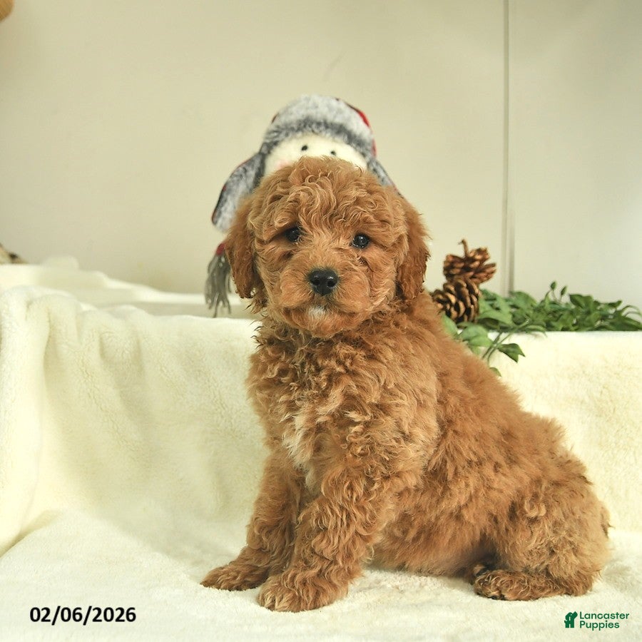 Goldendoodle dogs Diamond  - Ad 2