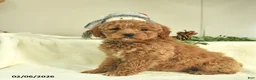 Goldendoodle dogs for sale: Diamond  - Ad 2