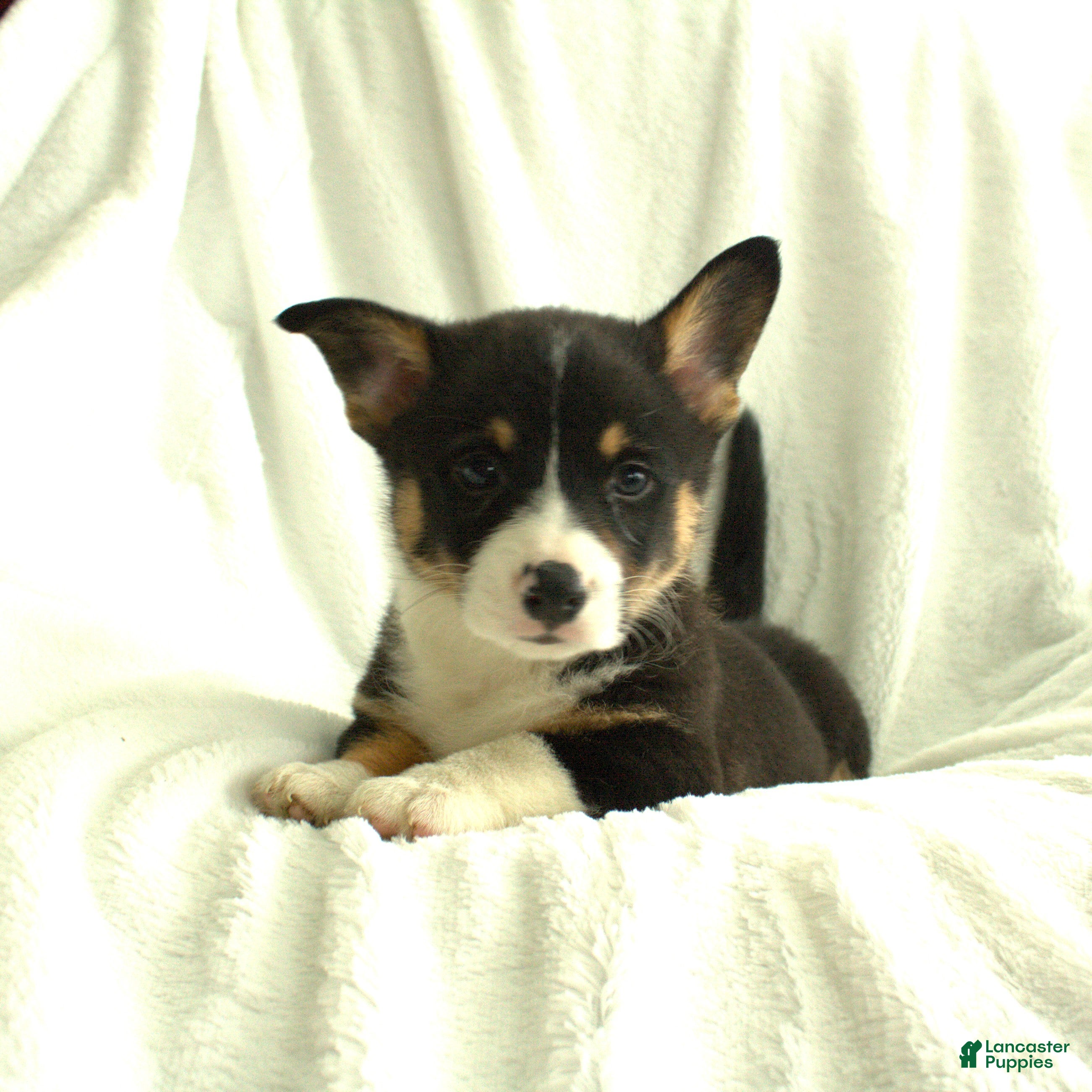 Welsh Corgi Pembroke dogs Diesel - Ad 2