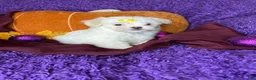 Maltese dogs for sale: Honeybun  - Ad 4