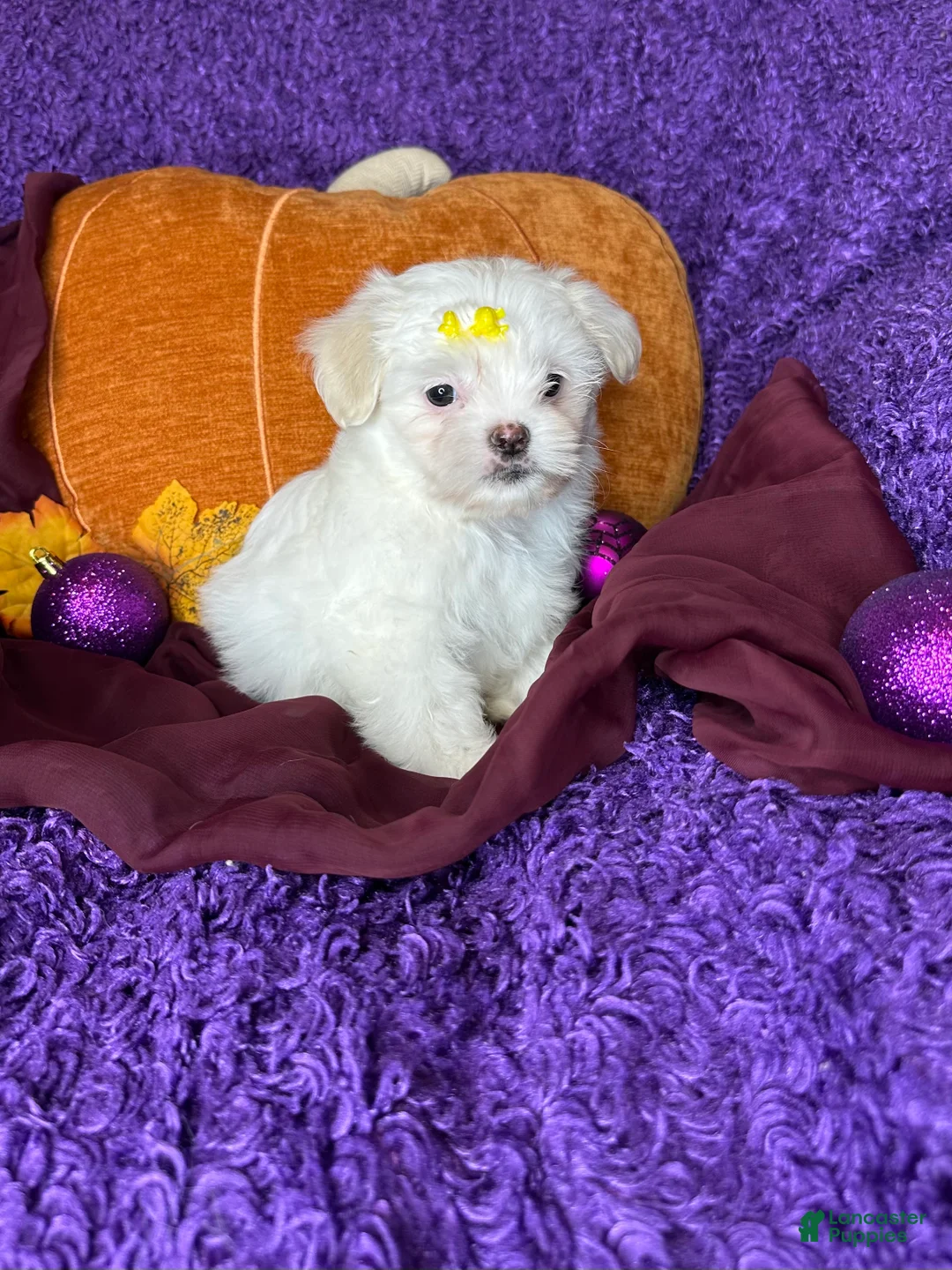 Maltese dogs for sale: Honeybun  - Ad 4