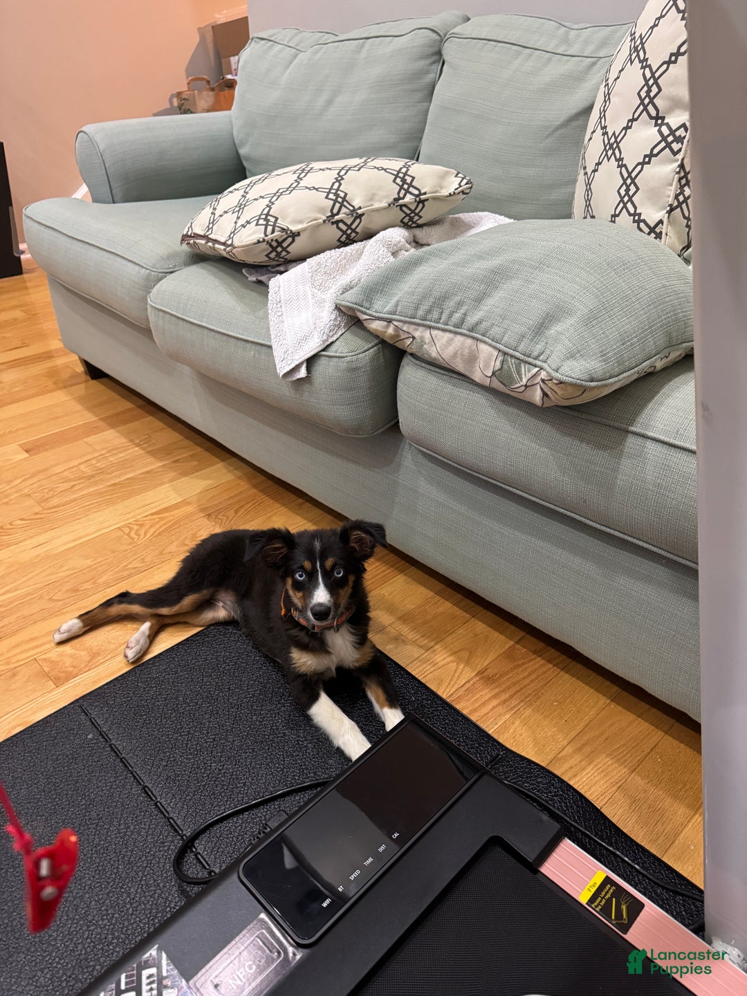 Miniature Australian Shepherd dogs for sale: Nova - Ad 1