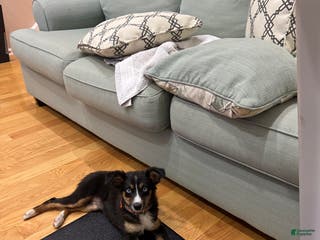 Miniature Australian Shepherd dogs Nova - Ad 31