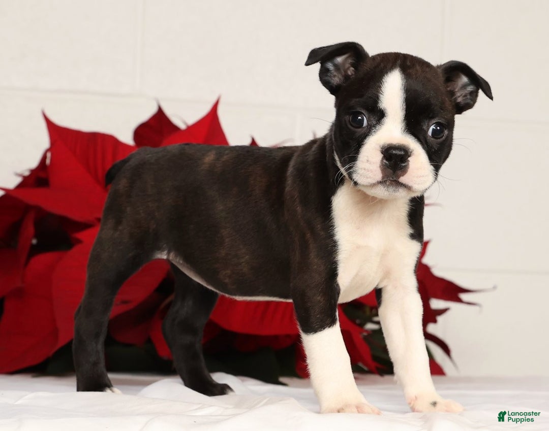Boston Terrier dogs for sale: Ellie - Ad 3