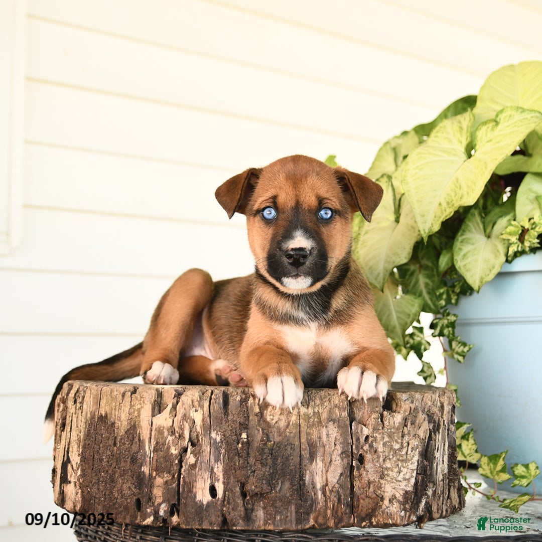 Breed Boxer Shepherd Mix Puppy Boxer Mix Australian Shepherd Plott