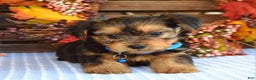 Yorkshire Terrier dogs for sale: Dasher - Ad 5
